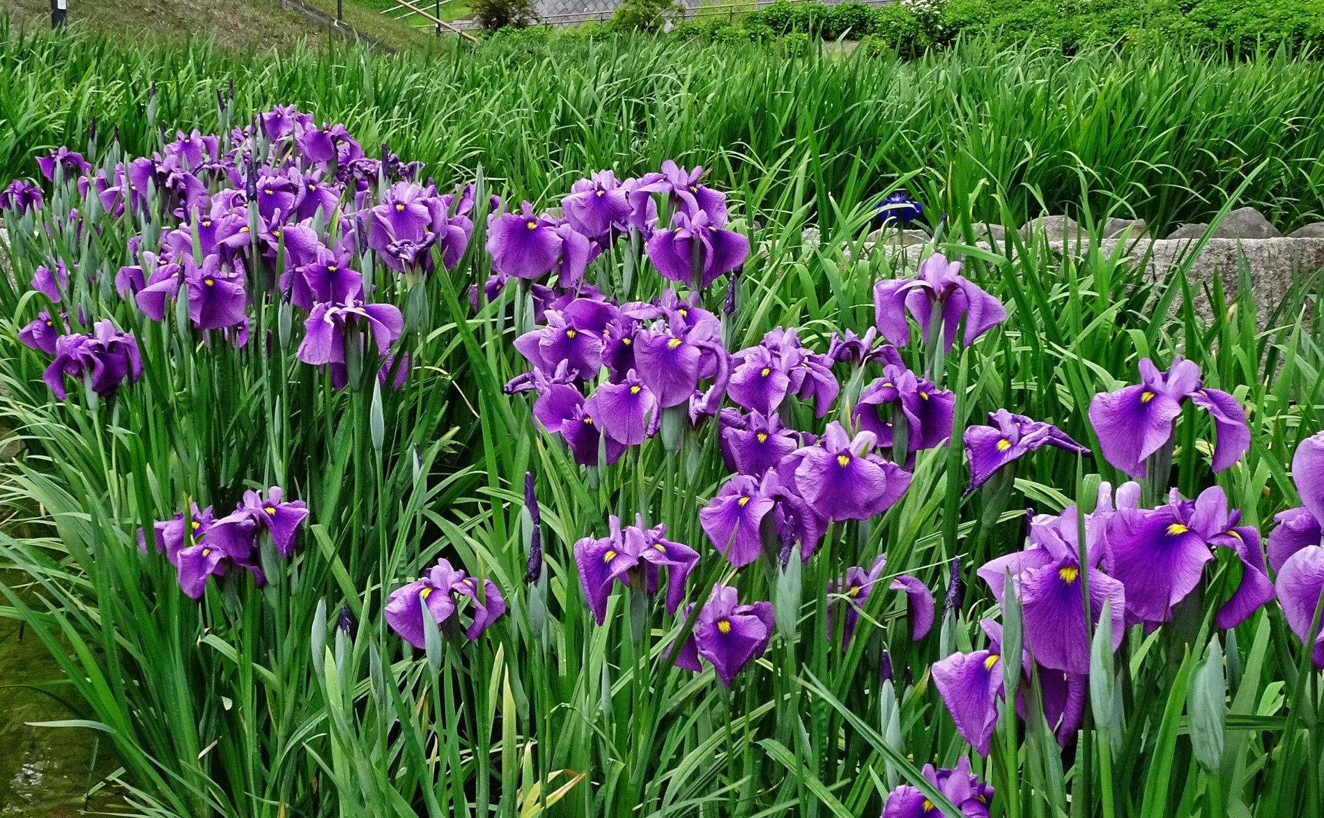 大池公園花菖蒲