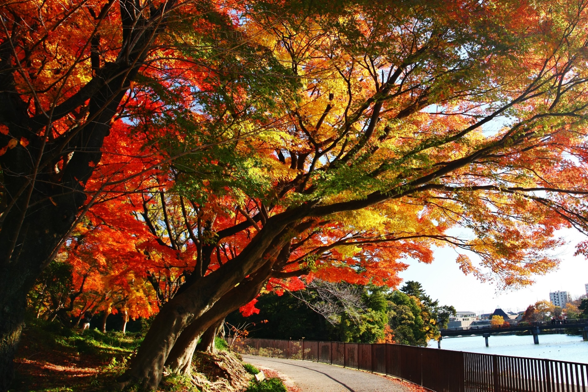 聚楽園公園もみじ