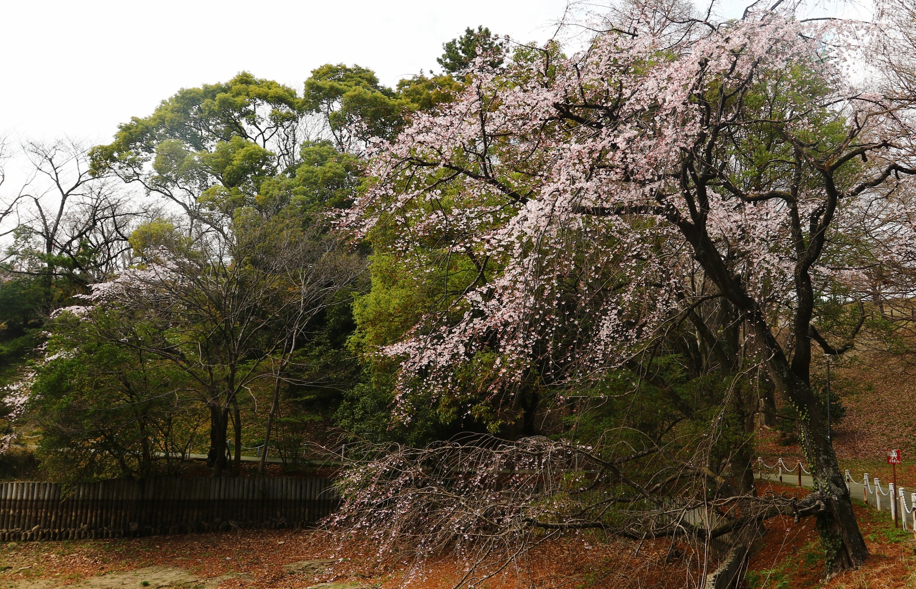 枝垂れ桜