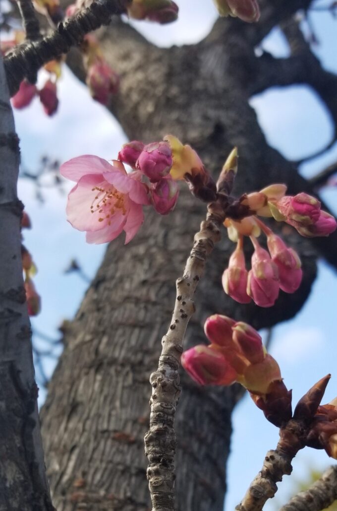 加家緑道　河津桜②