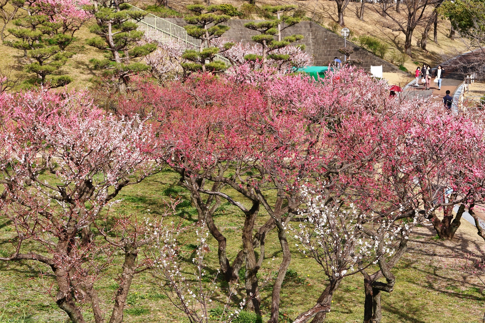 大池公園梅満開