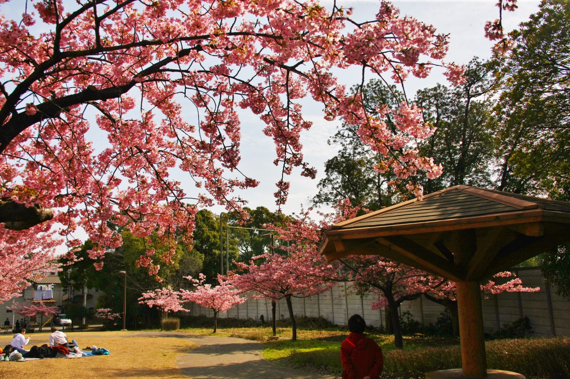 加家緑道　河津桜　池内さま