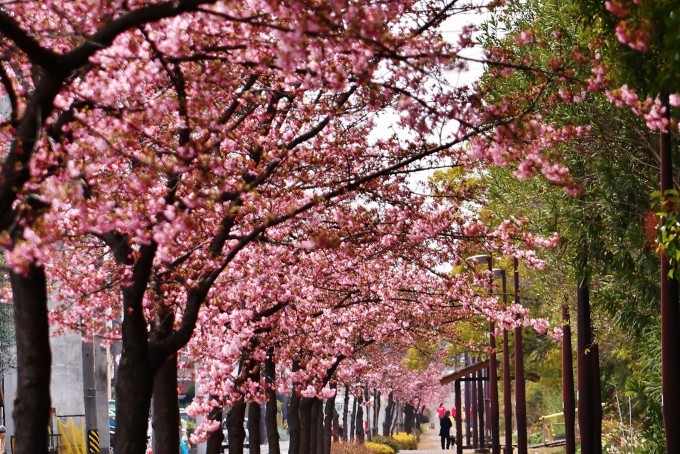 加家緑道河津桜見頃