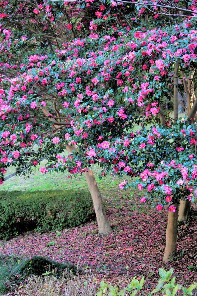 大池公園　山茶花