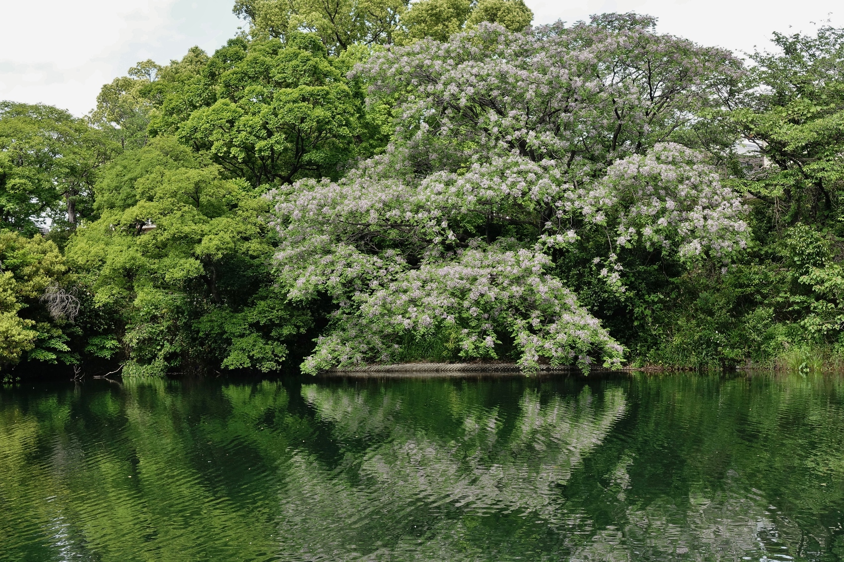 中ノ池公園栴檀（せんだん）の花1