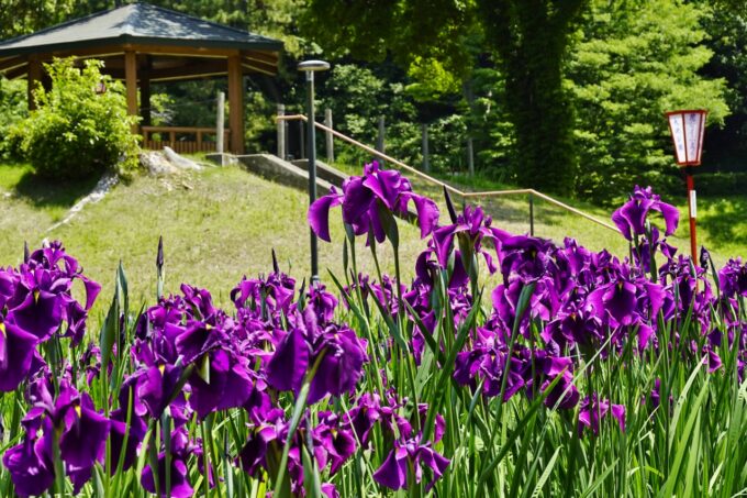 大池公園花しょうぶ