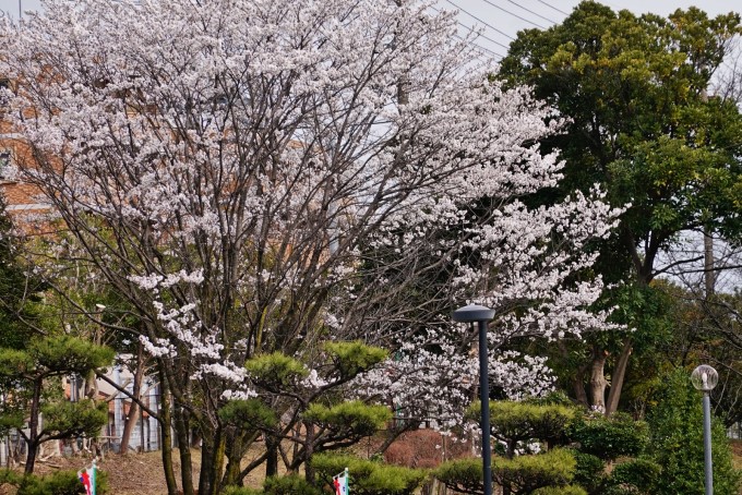 大池公園薄墨桜満開