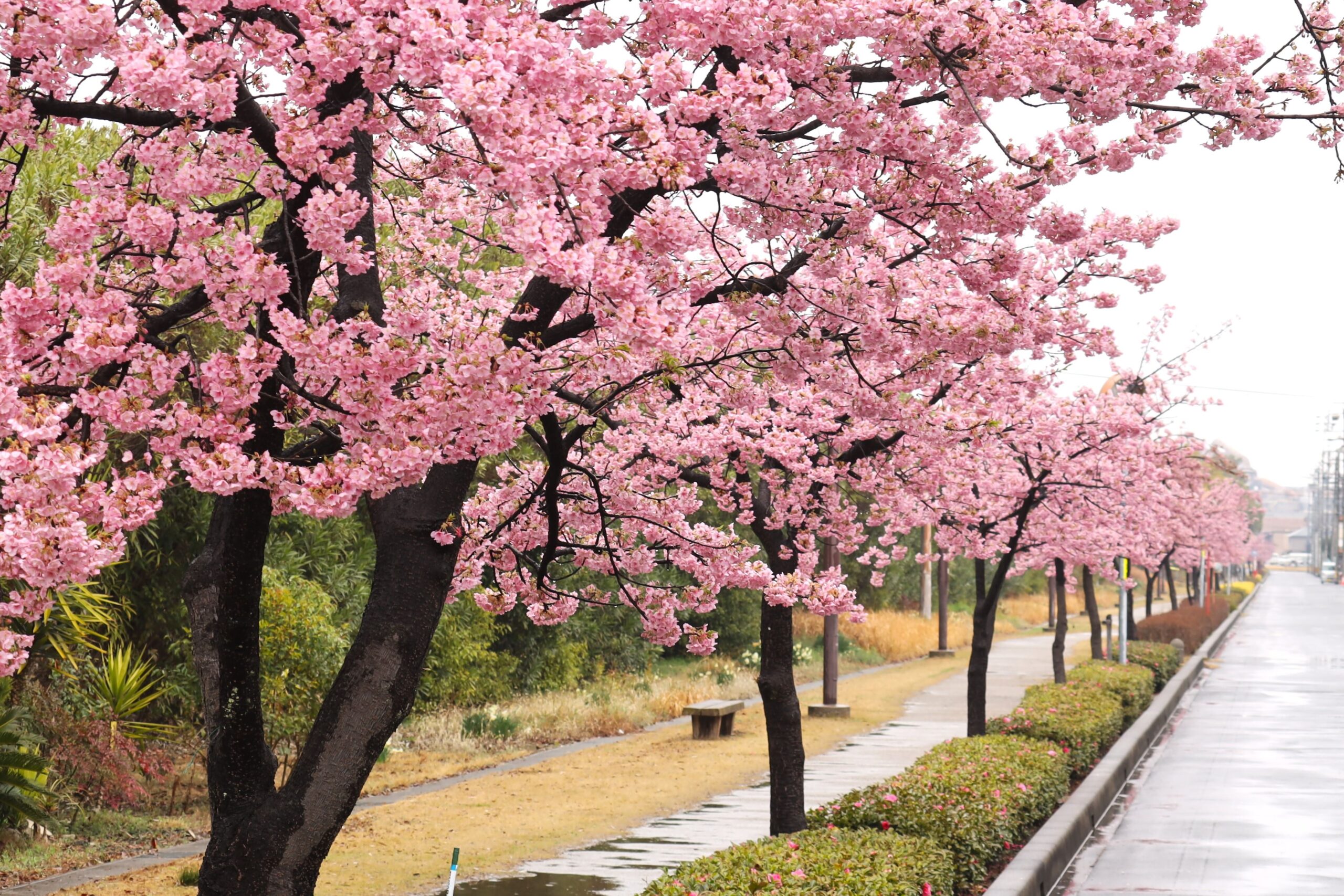 加家緑道　河津桜（2024.2.25）