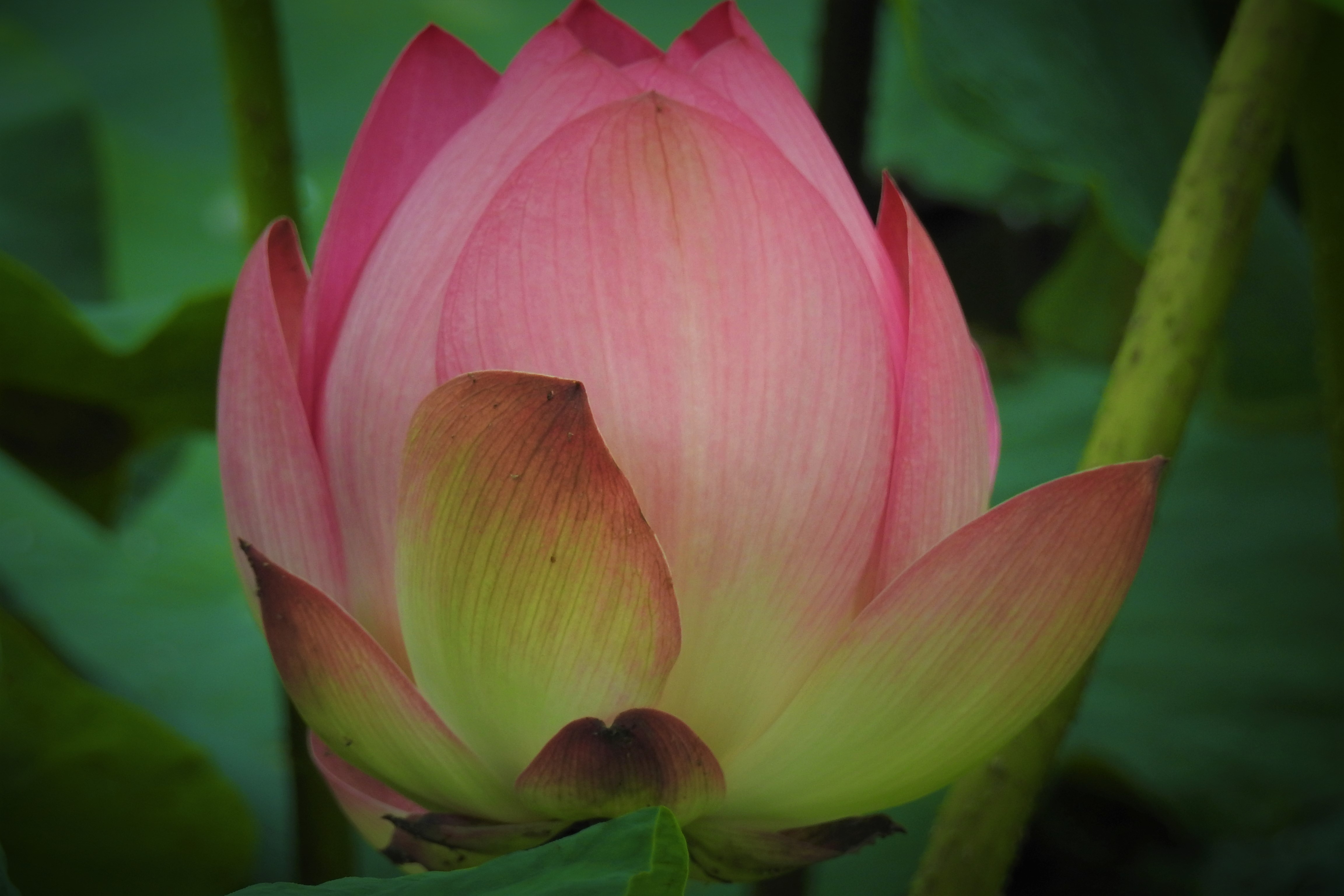 平地公園　蓮の花