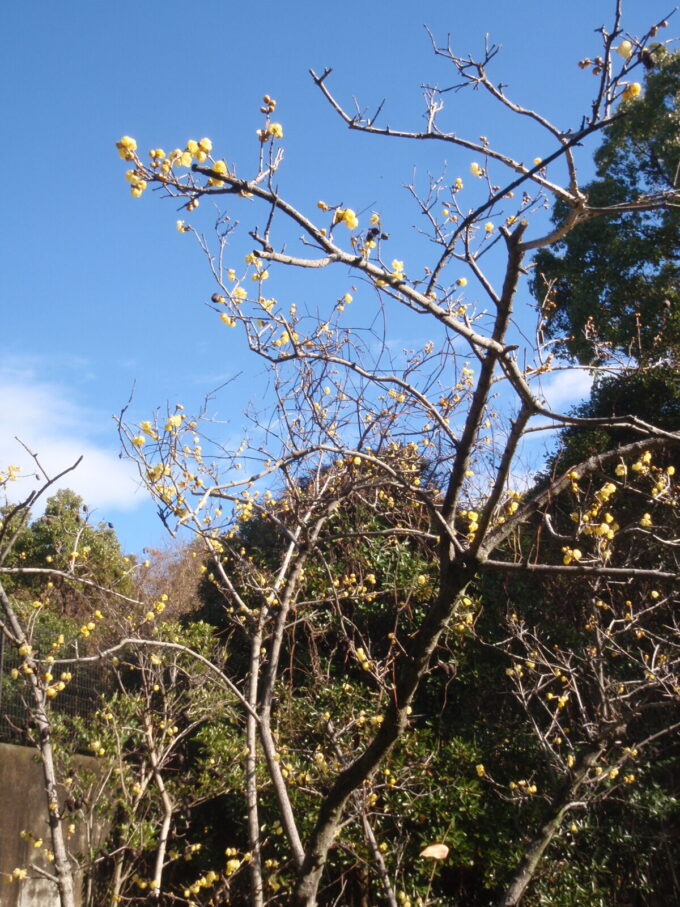 上野台公園　蝋梅