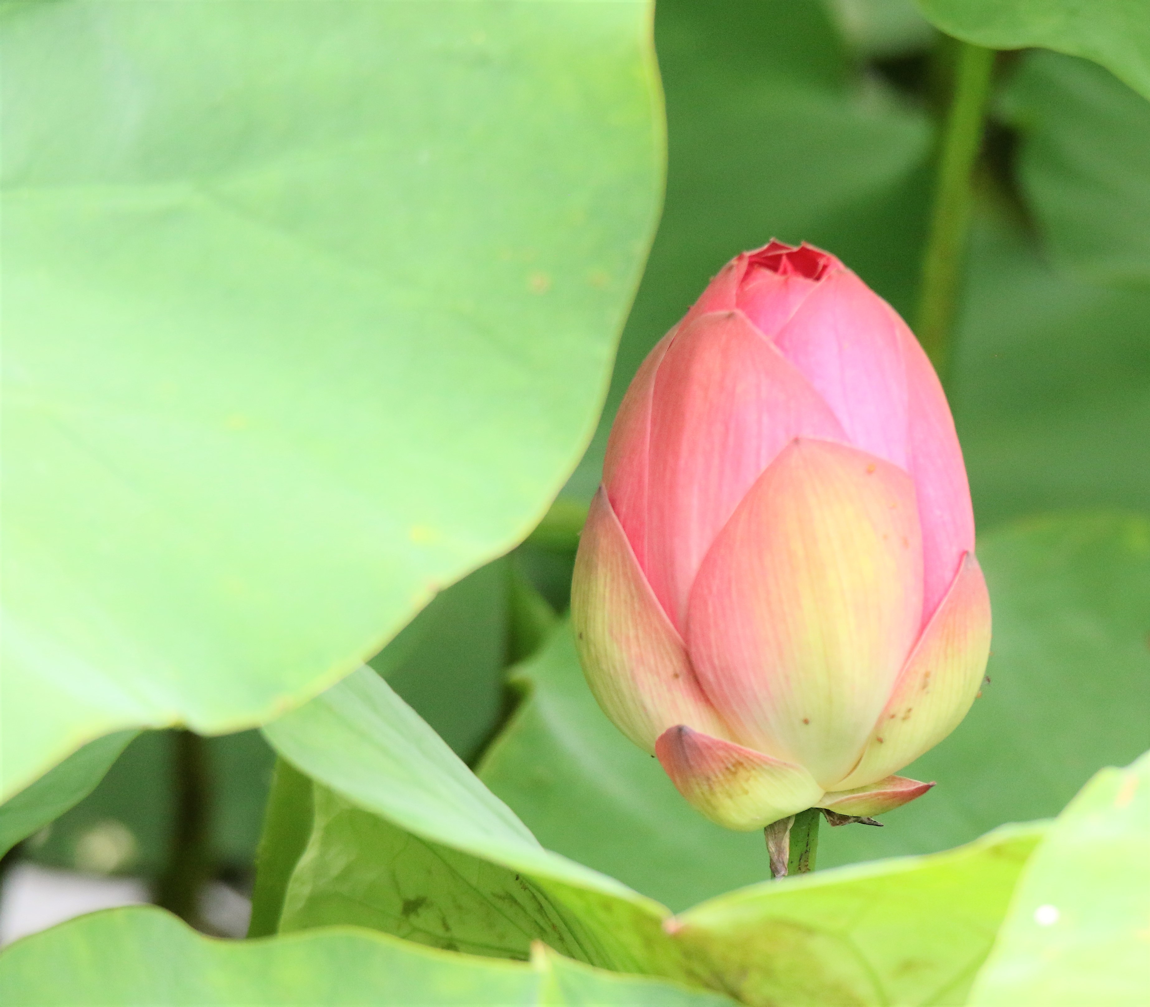 平地公園　蓮池　蕾