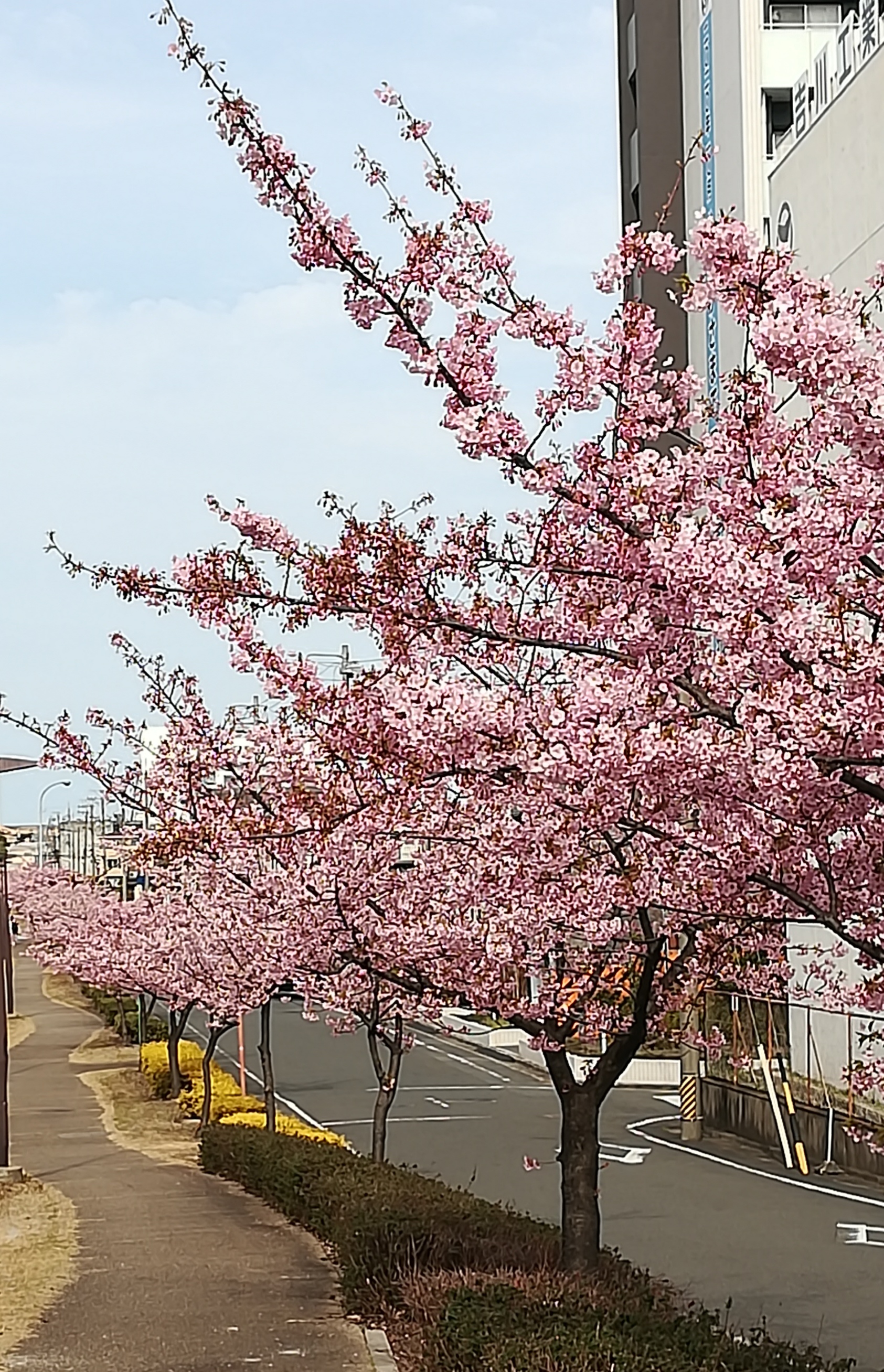 加家緑道　河津桜　クニパパさん