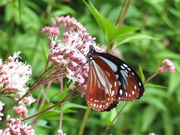 加南ふれあいの森　アサギマダラ1