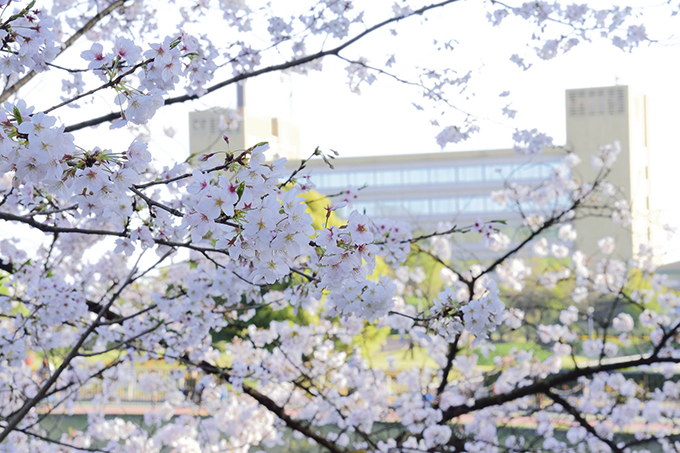 大池公園の桜と市役所