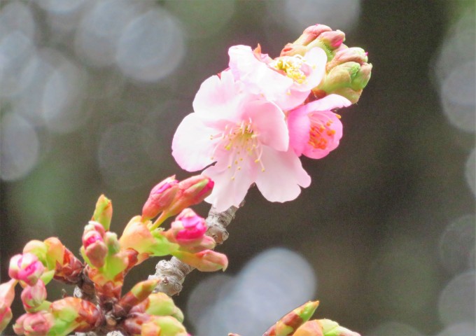 加家緑道　河津桜二輪開花