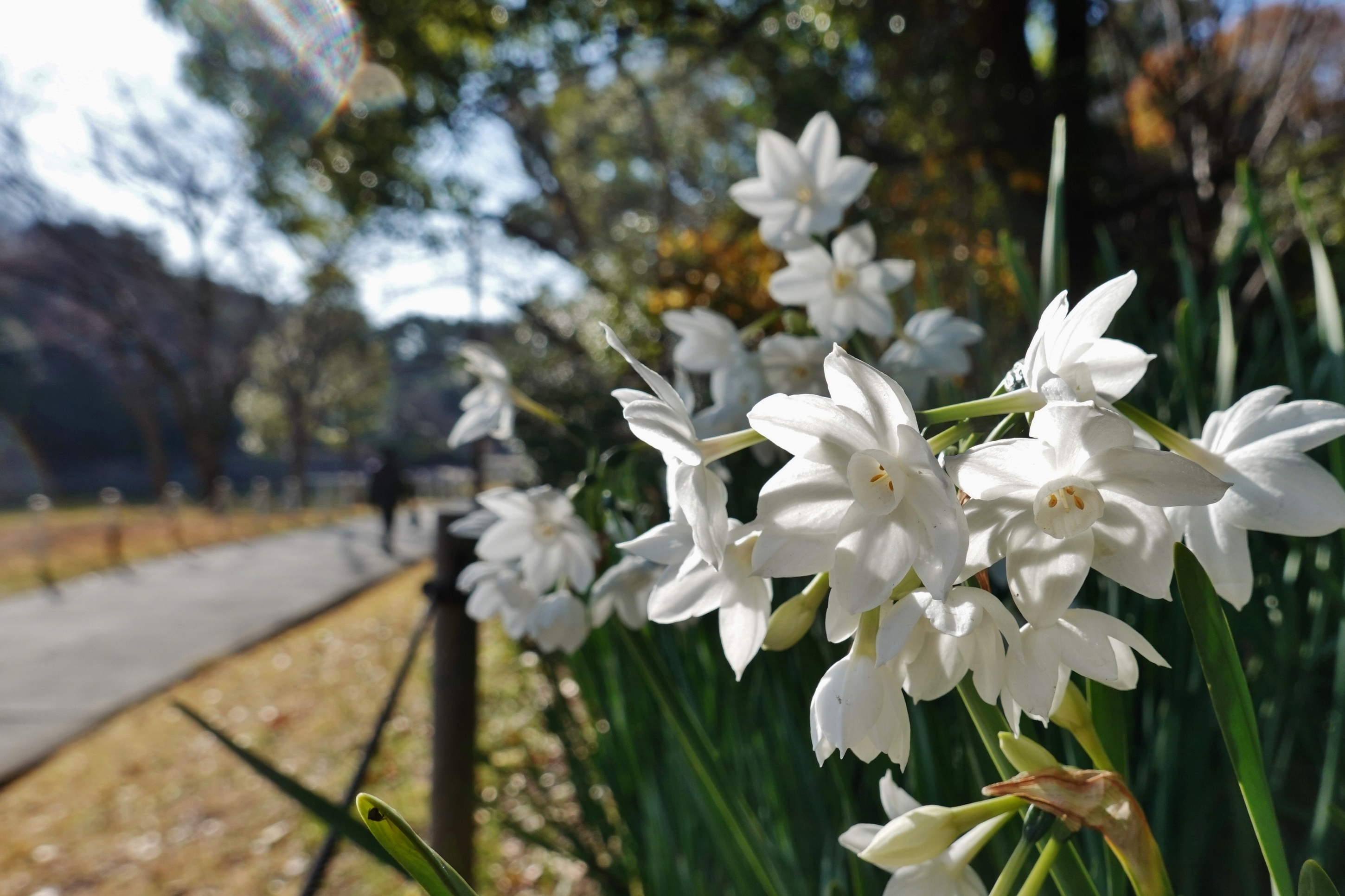 大池公園　水仙