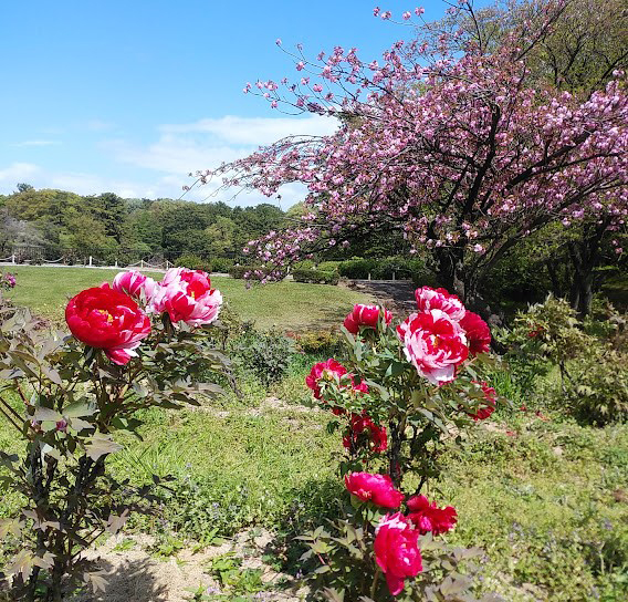 大池公園牡丹