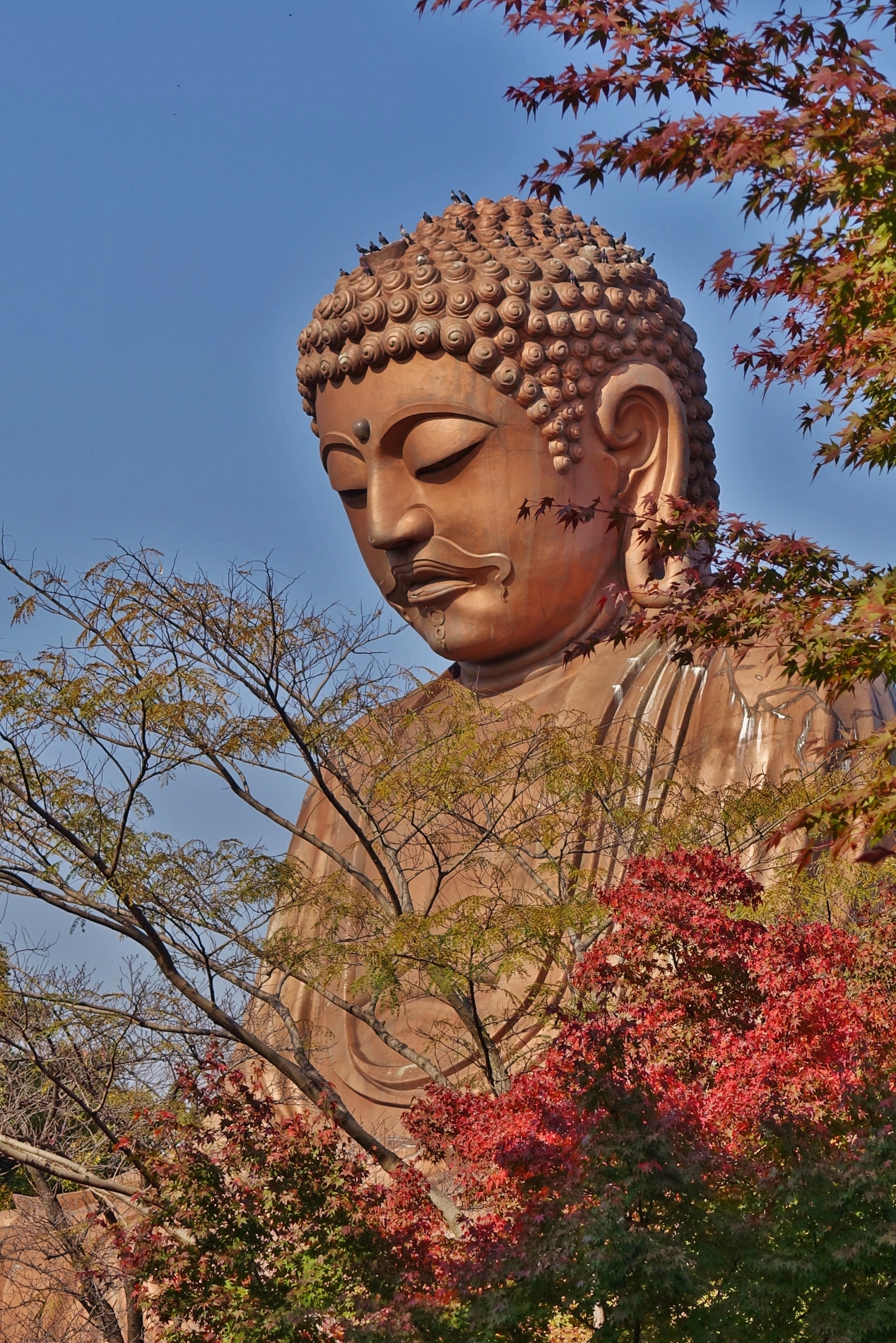 聚楽園紅葉　大仏様　鳩