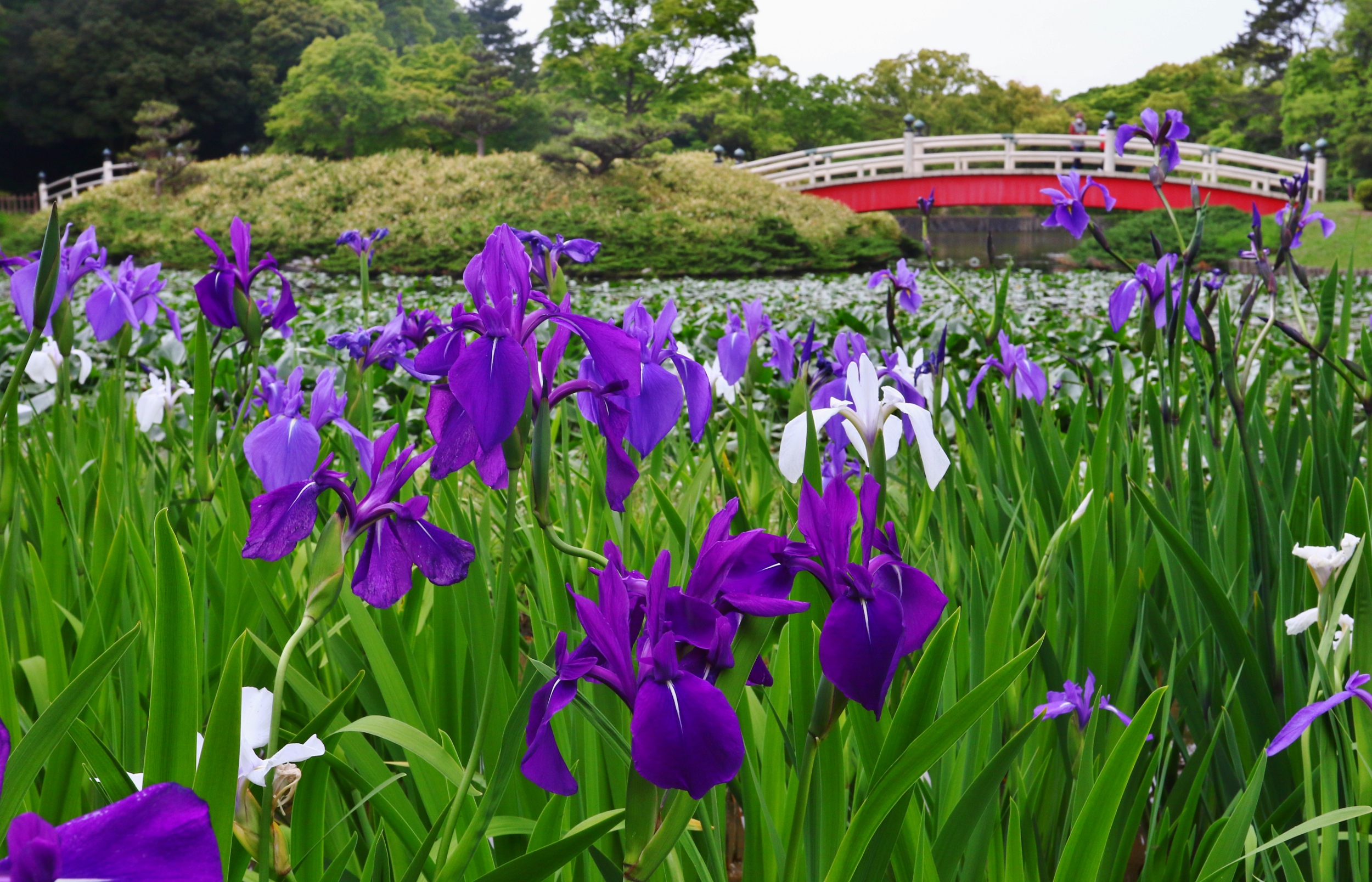 上野台公園カキツバタ見頃