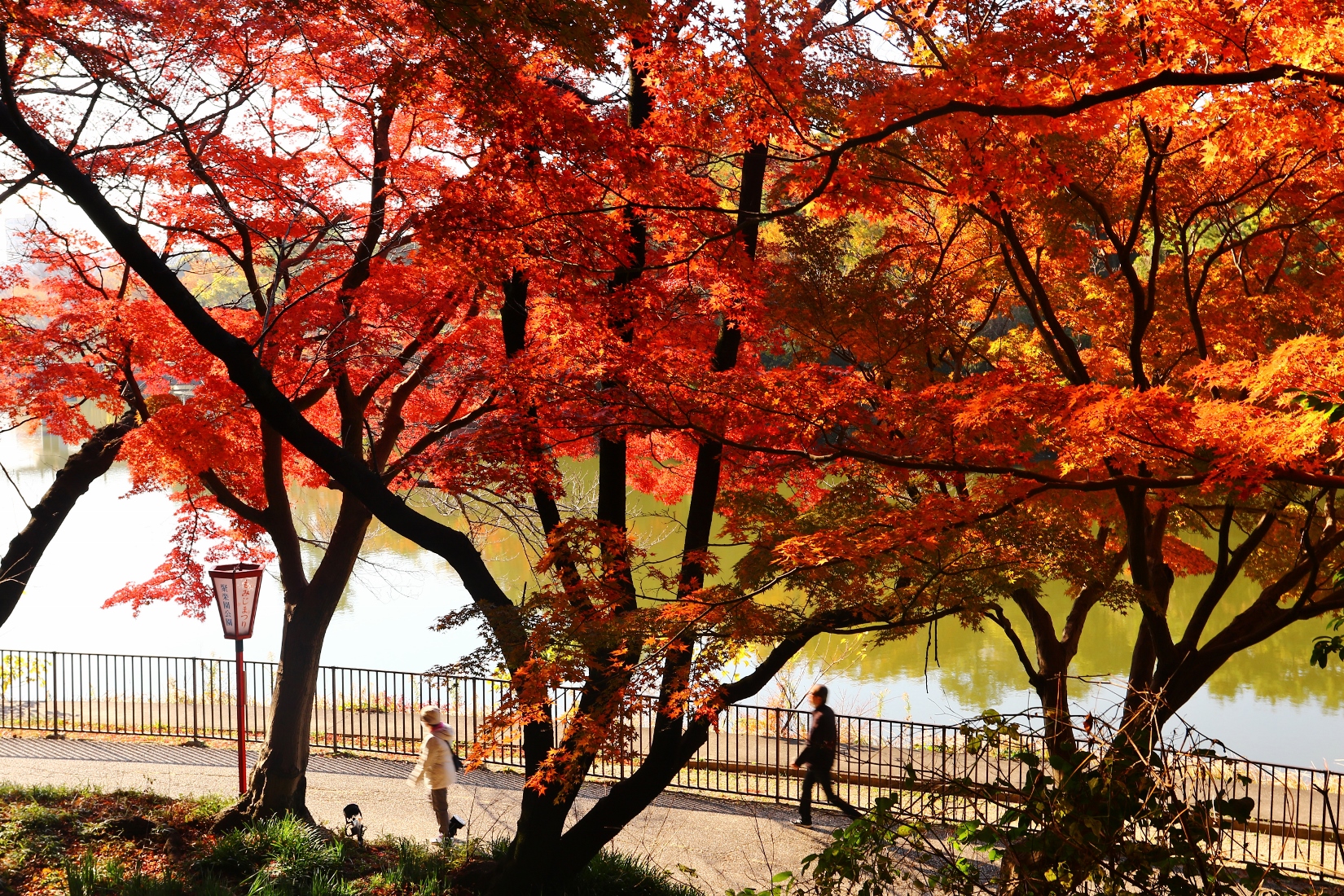 聚楽園公園　紅葉　ピーク