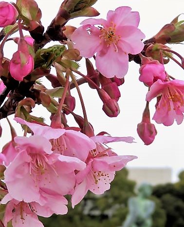 東海町桜