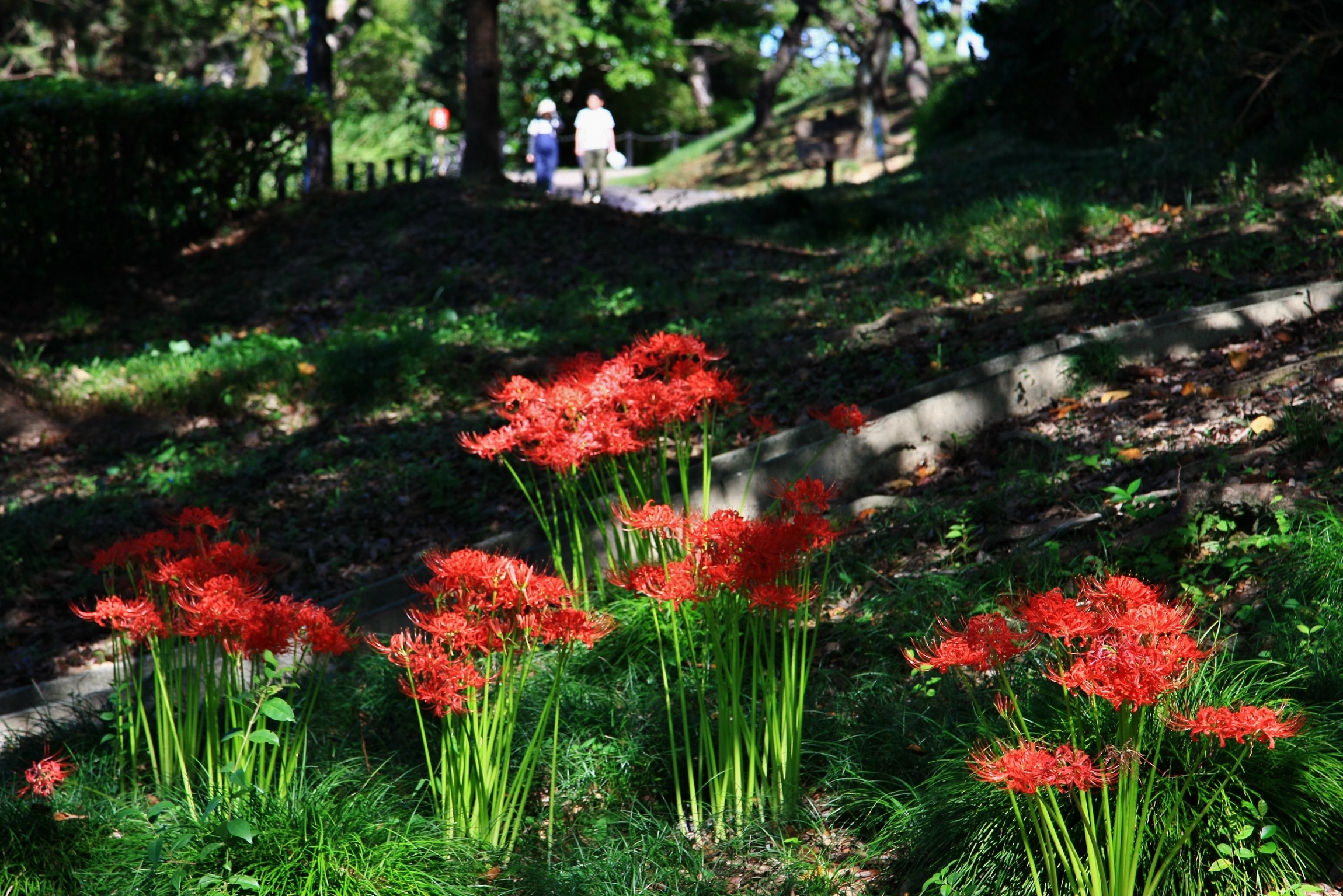 大池公園　彼岸花