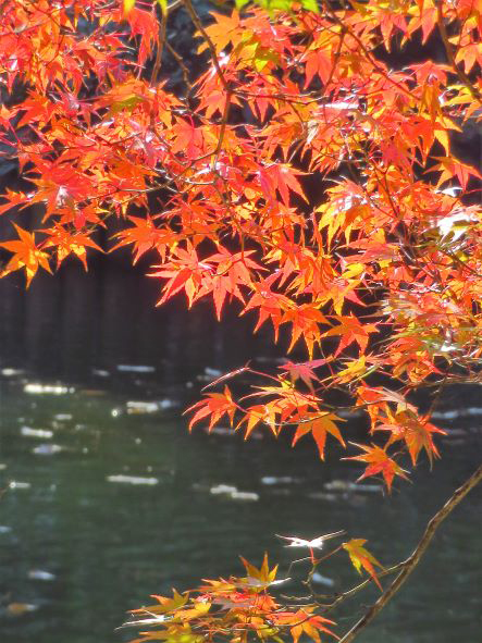 大池公園紅葉