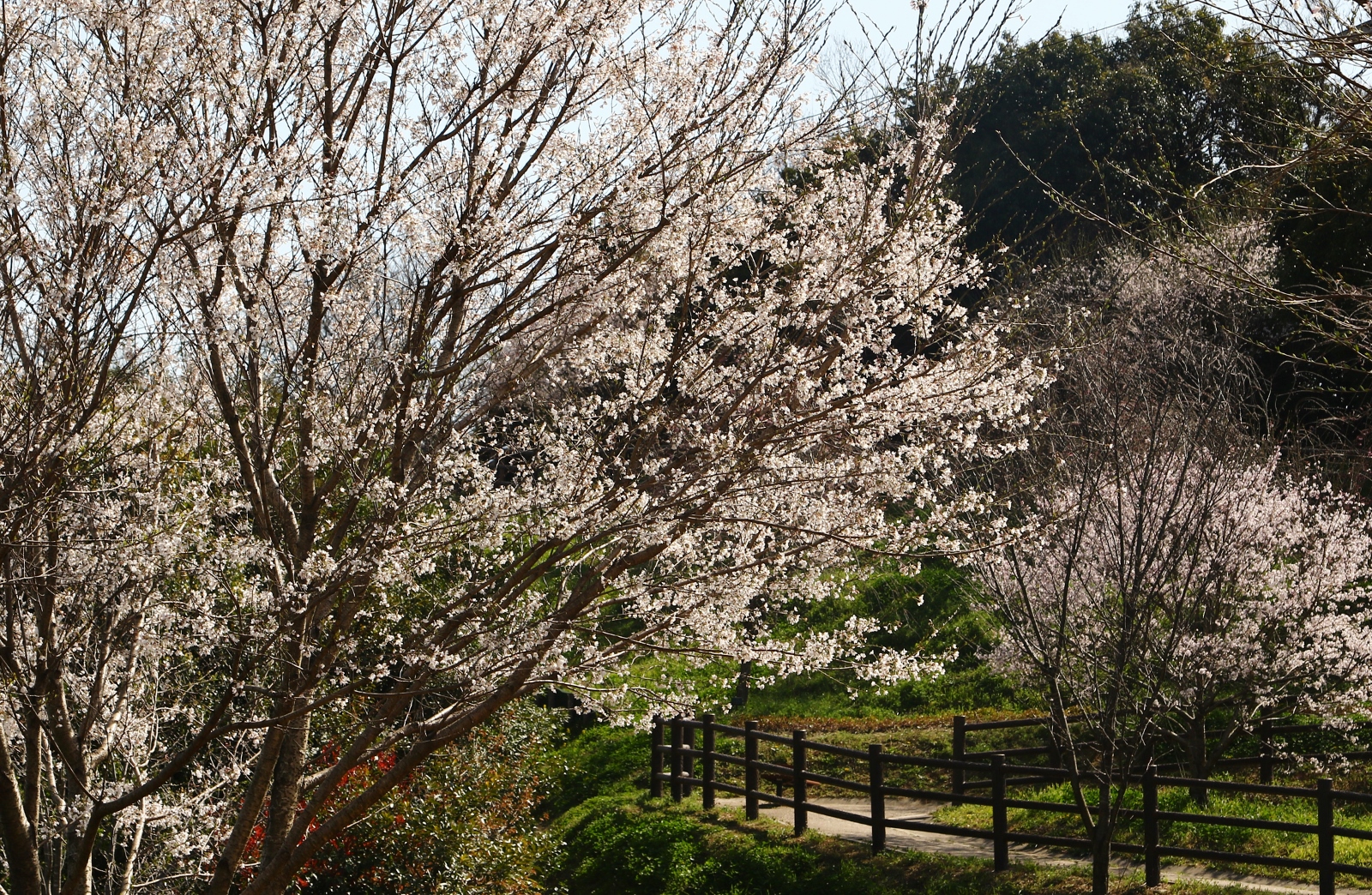 加木屋緑地　薄墨桜