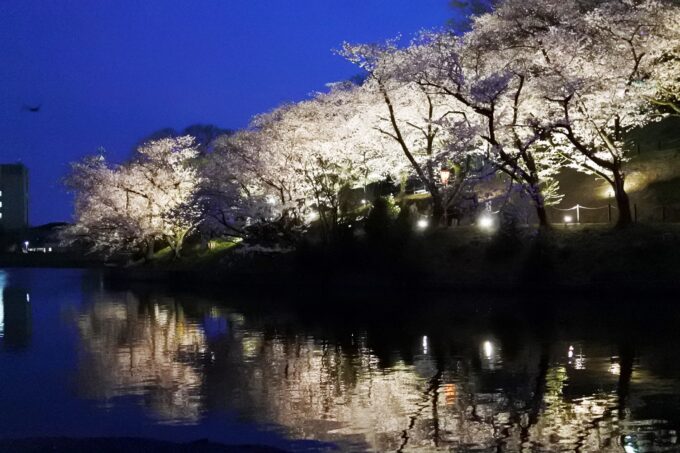 大池公園　ライトアップ桜