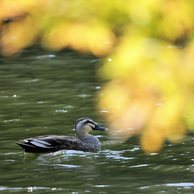 大池公園カルガモ