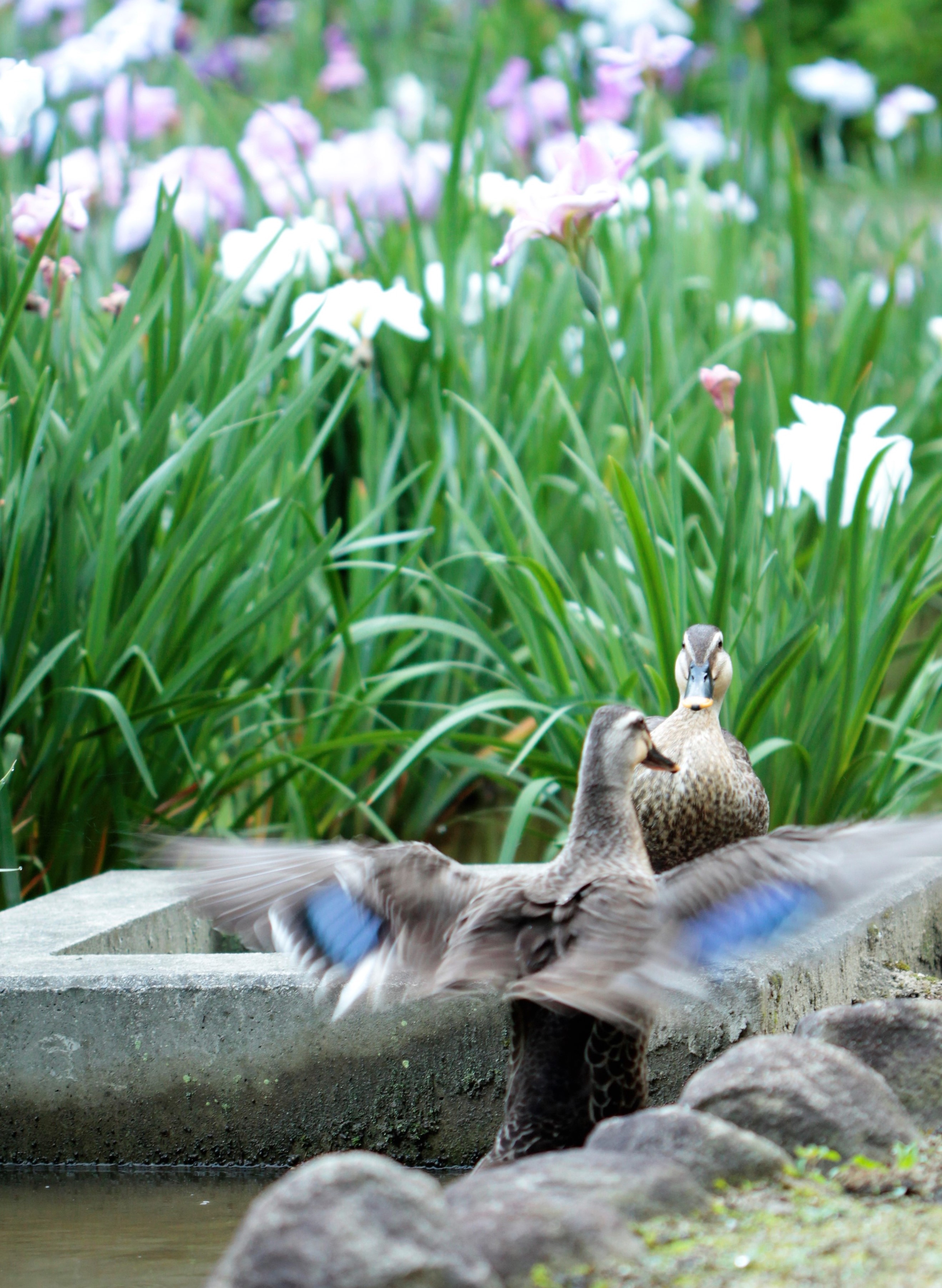 大池公園はなしょうぶ園のカルガモ