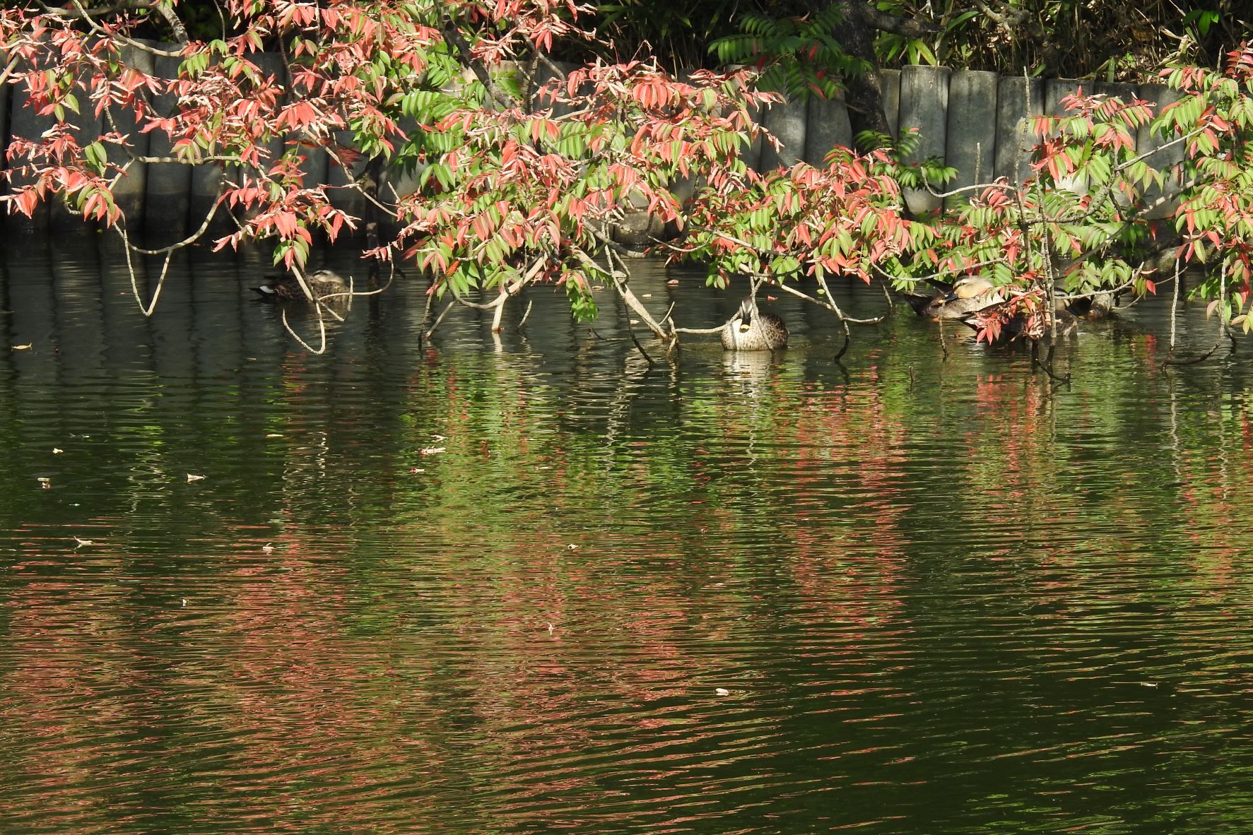 大池公園かるがも