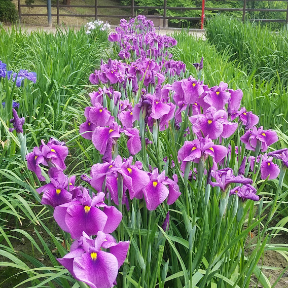 大池公園　花しょうぶ（2023.5.13）