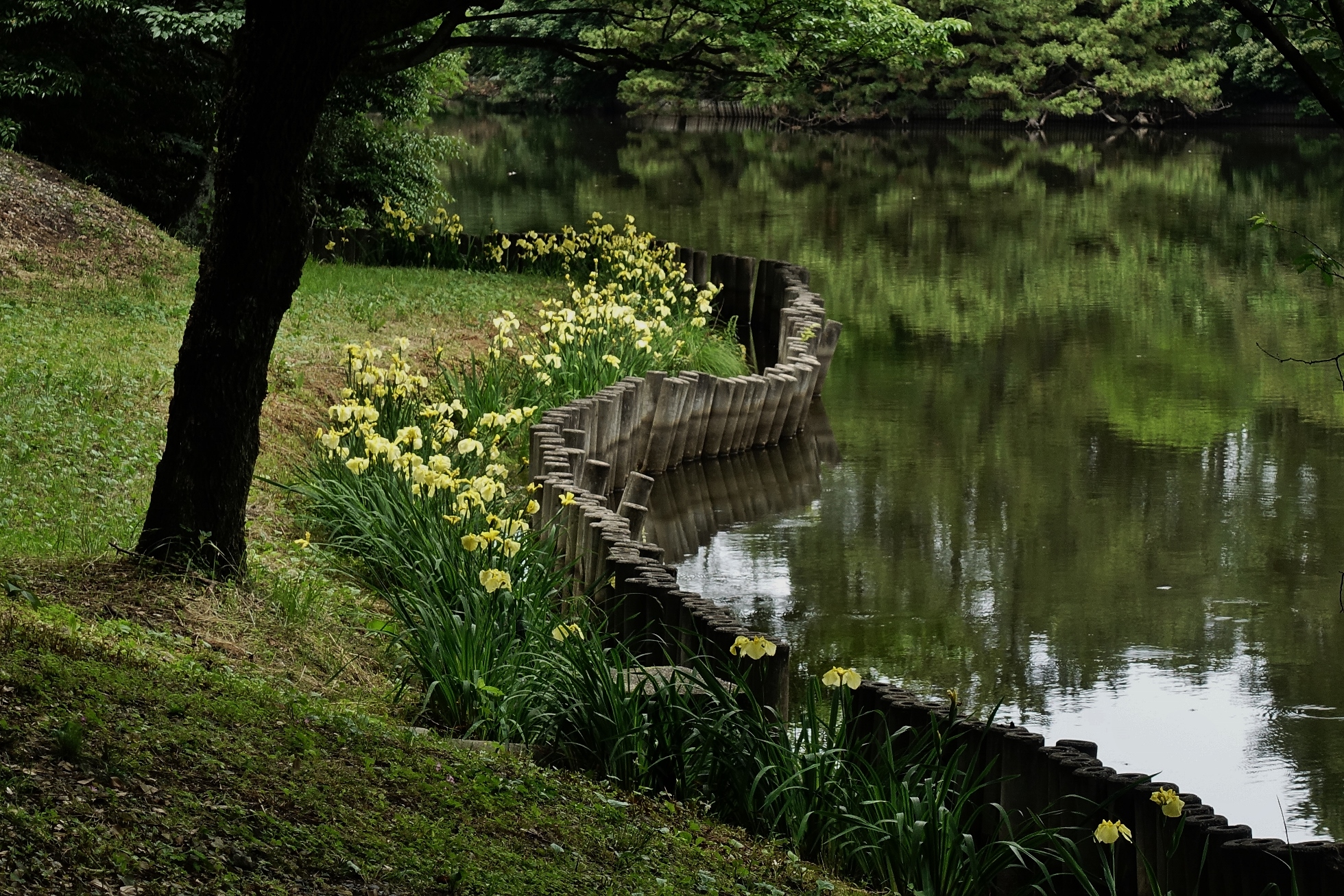 大池公園　黄菖蒲