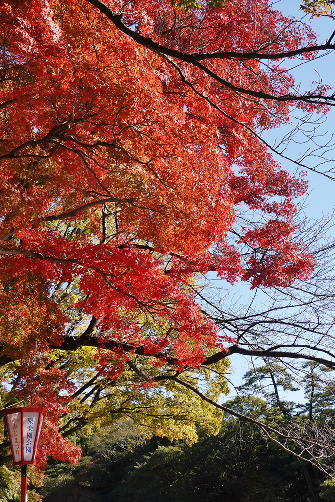 聚楽園公園の紅葉