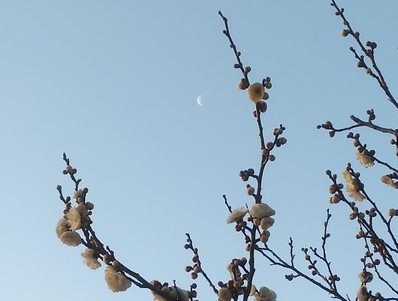 梅の枝の隙間から月