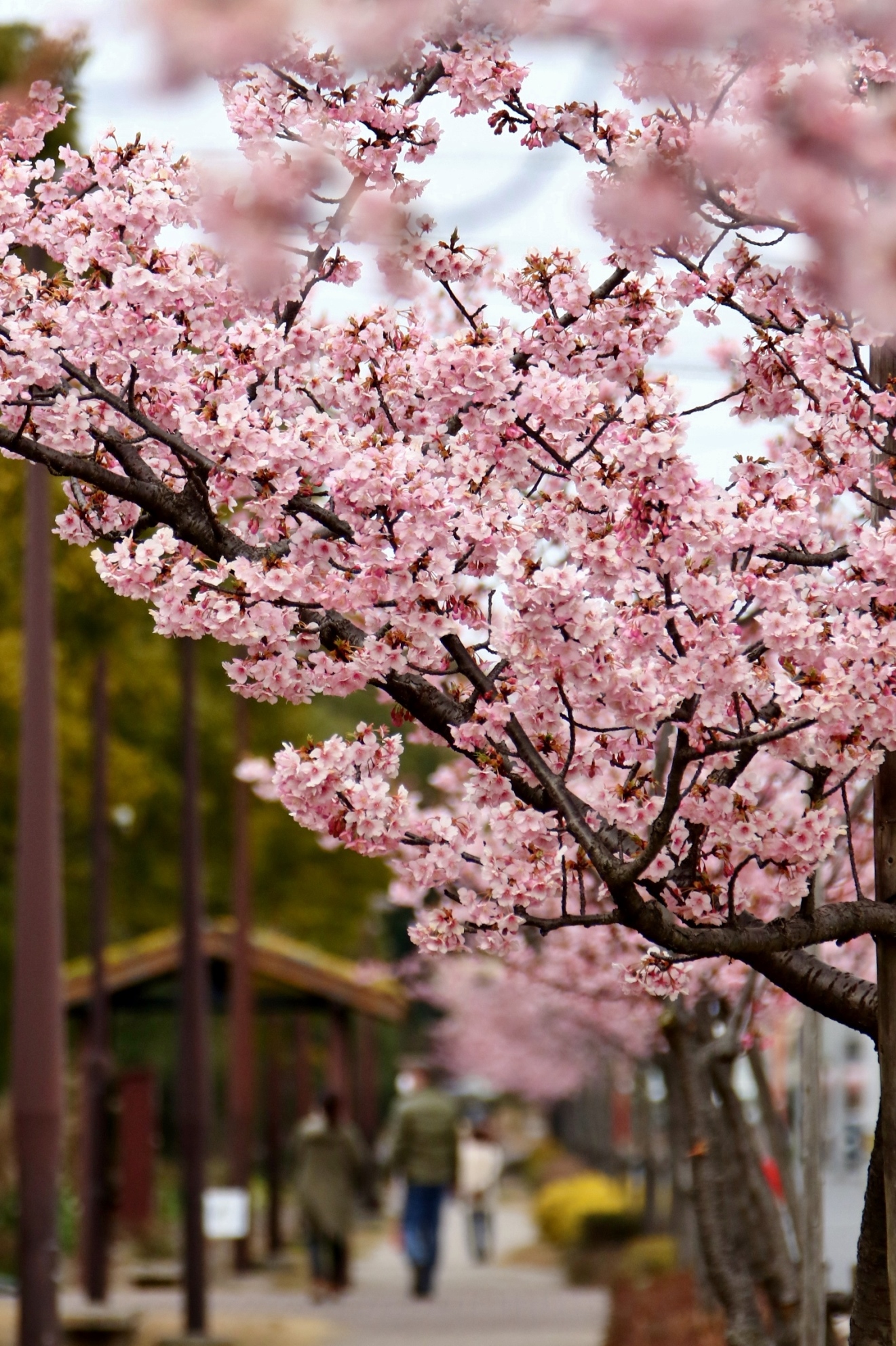 河津桜