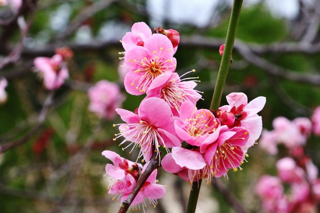 大池公園梅園～２～