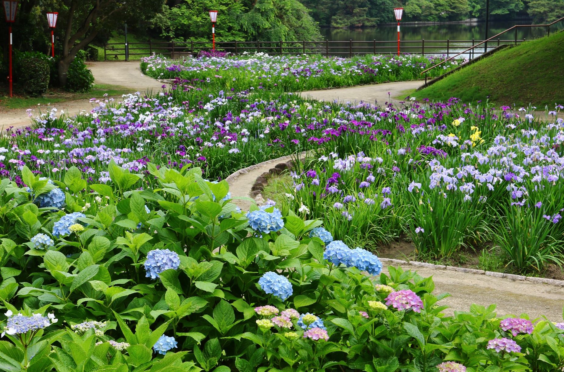 花しょうぶ　満開見ごろ