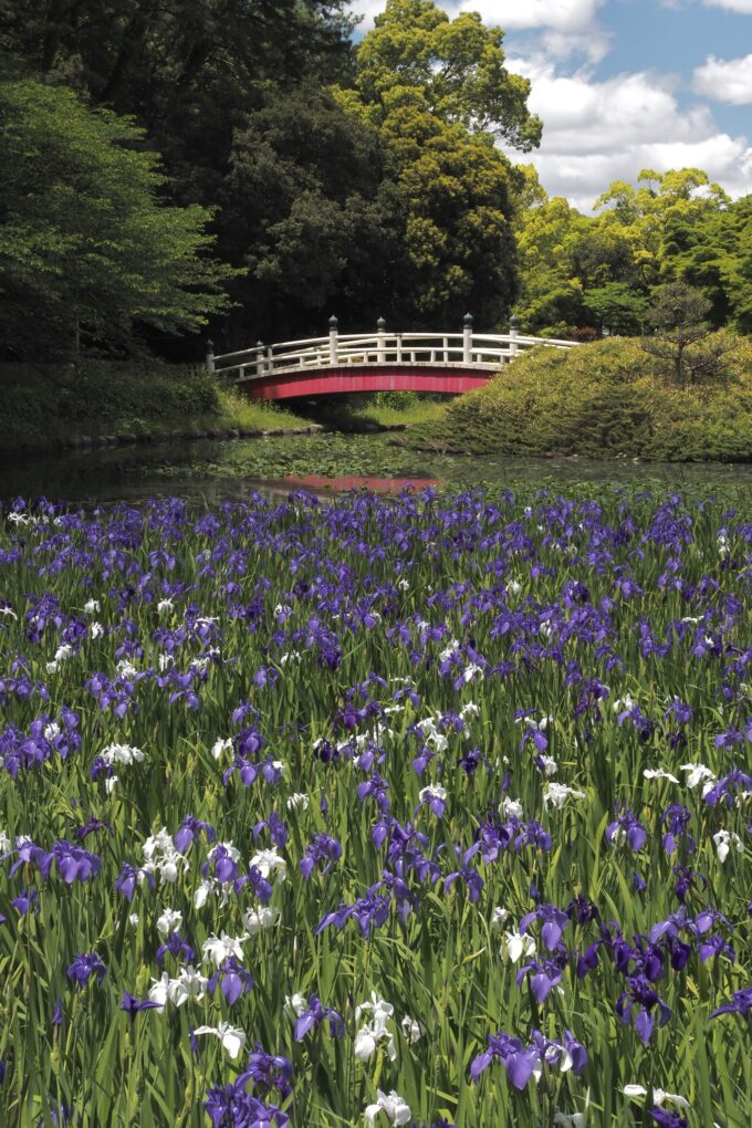 上野台公園　カキツバタ（2024.05.08）3