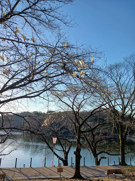 大池公園　コブシ