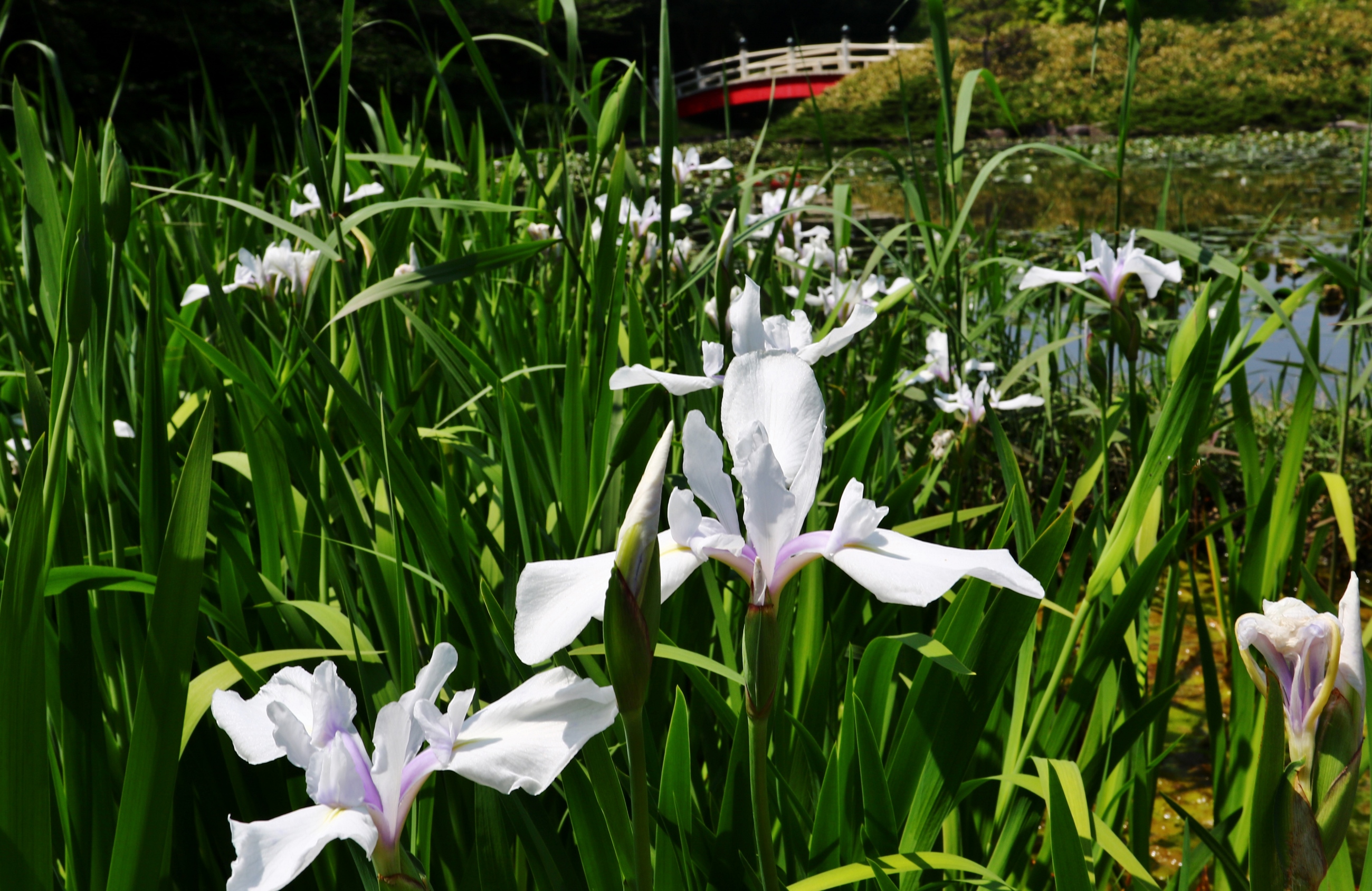 上野台公園　白いカキツバタ