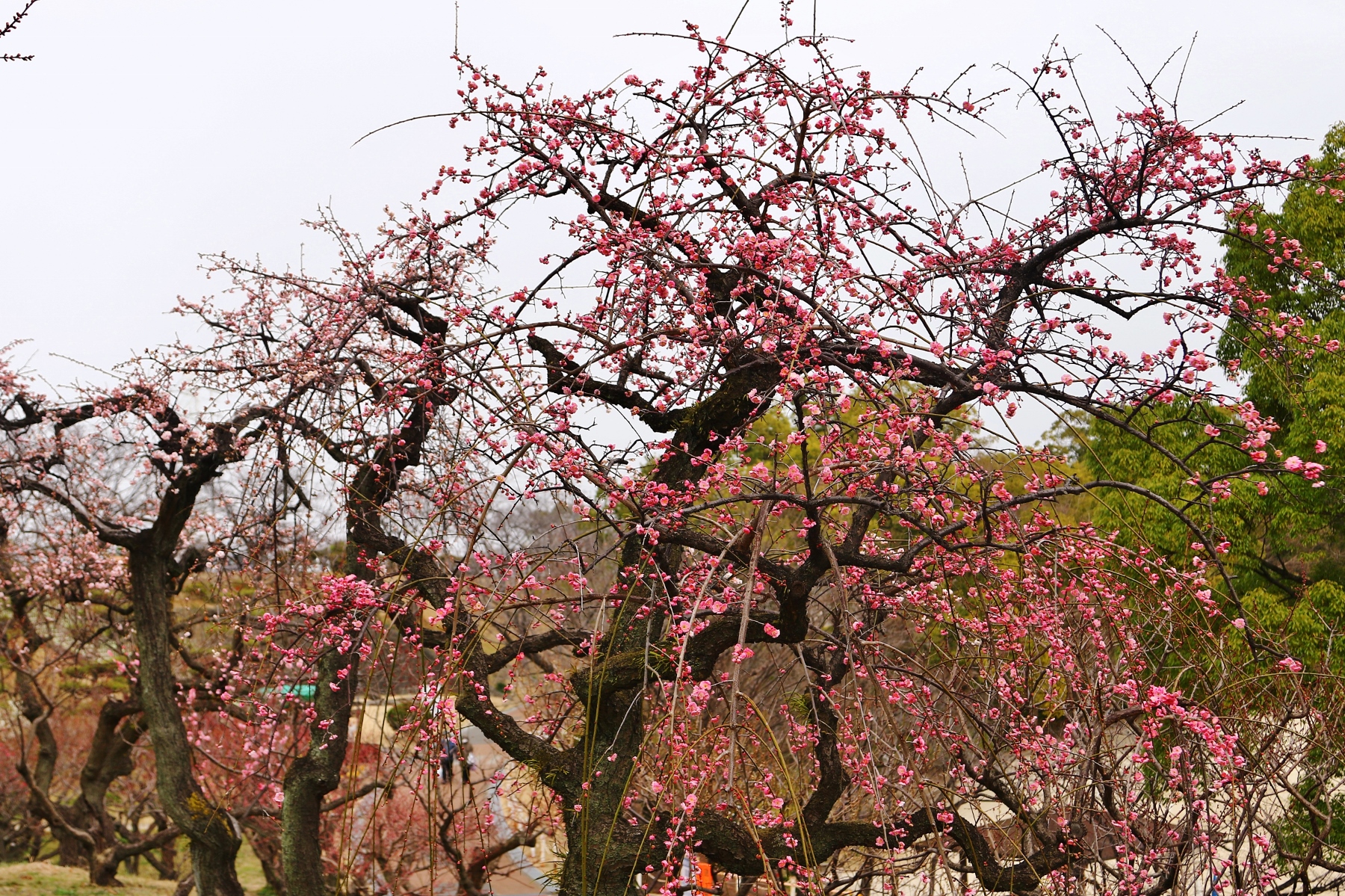 大池公園梅園～１～