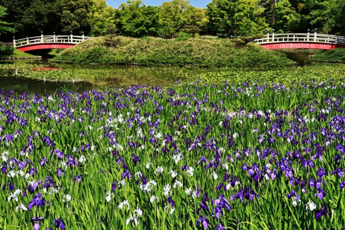 上野台公園カキツバタ2025.5.8