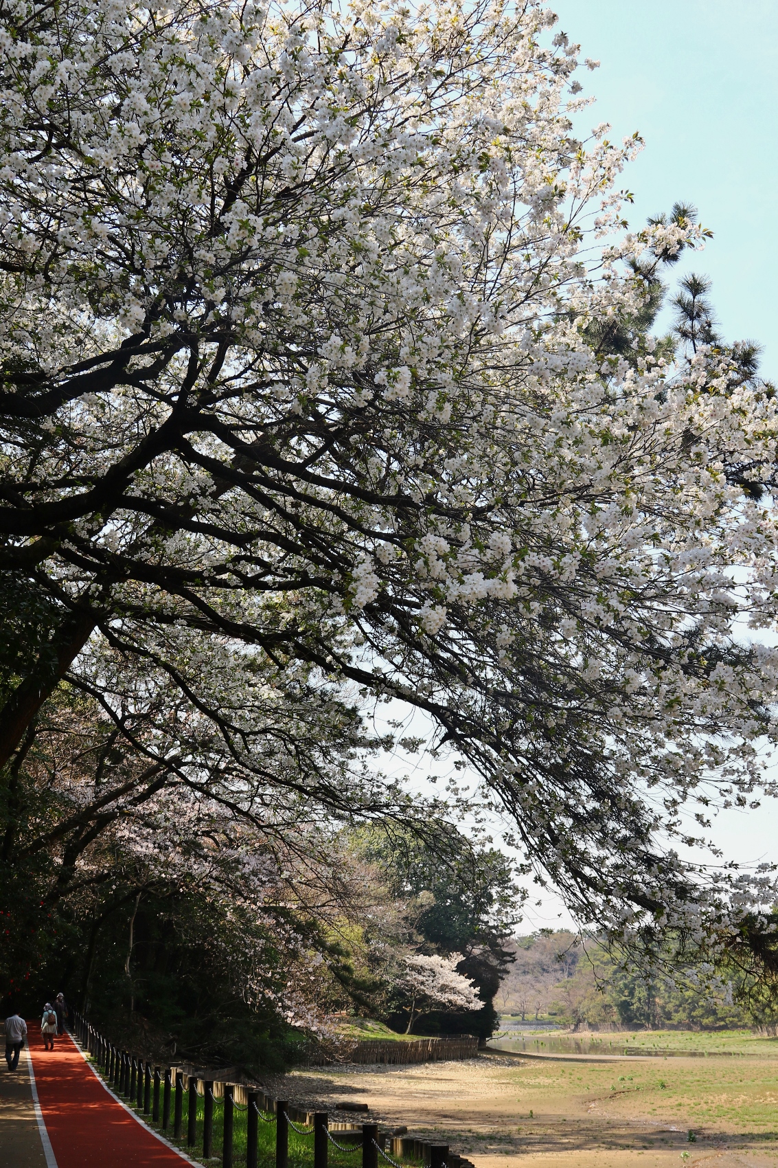 大池公園さくらまつりR3