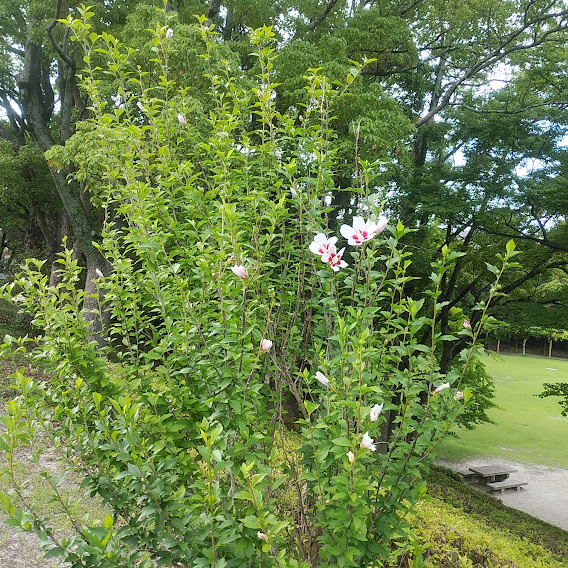 大池公園ムクゲ