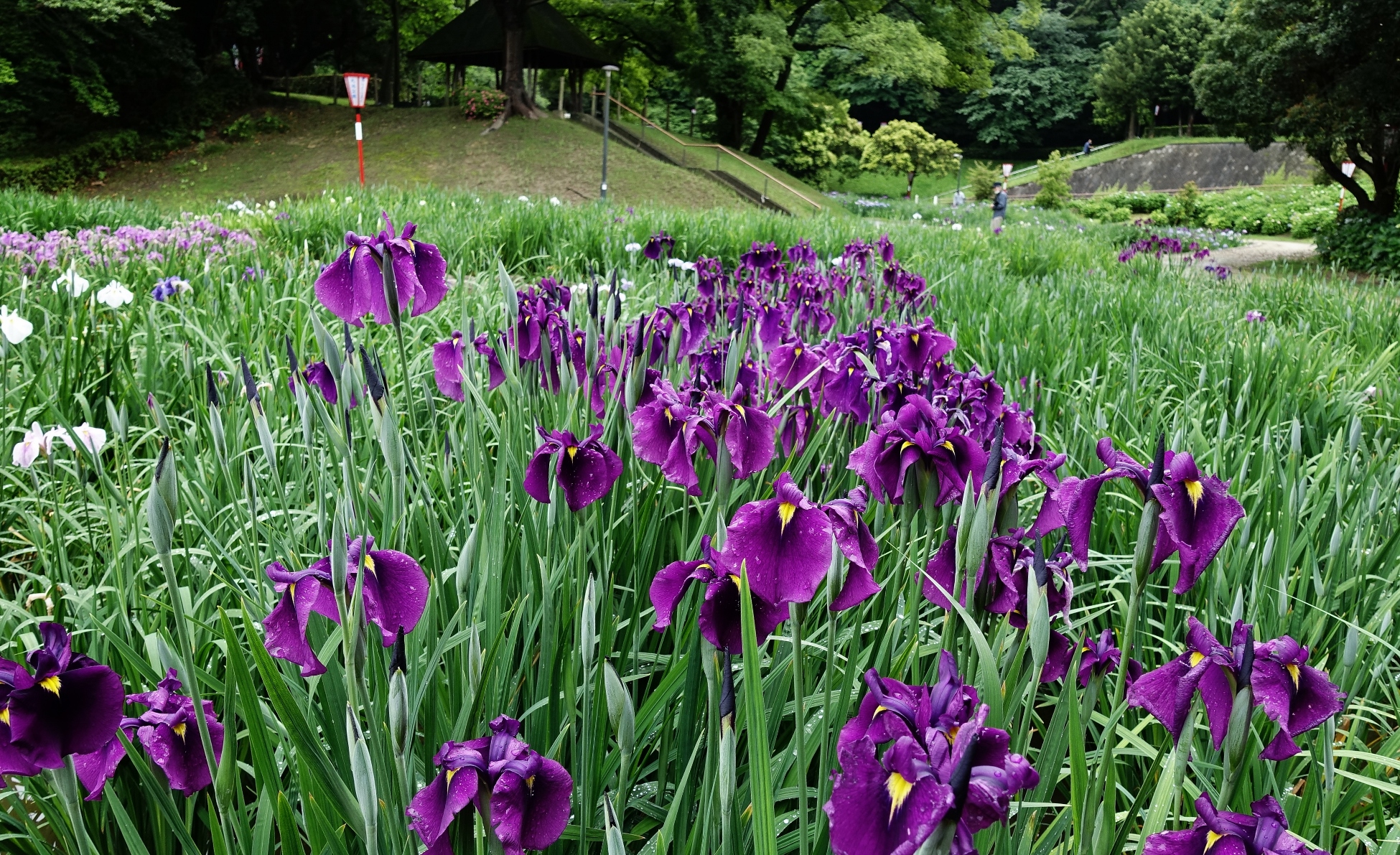 大池公園花菖蒲