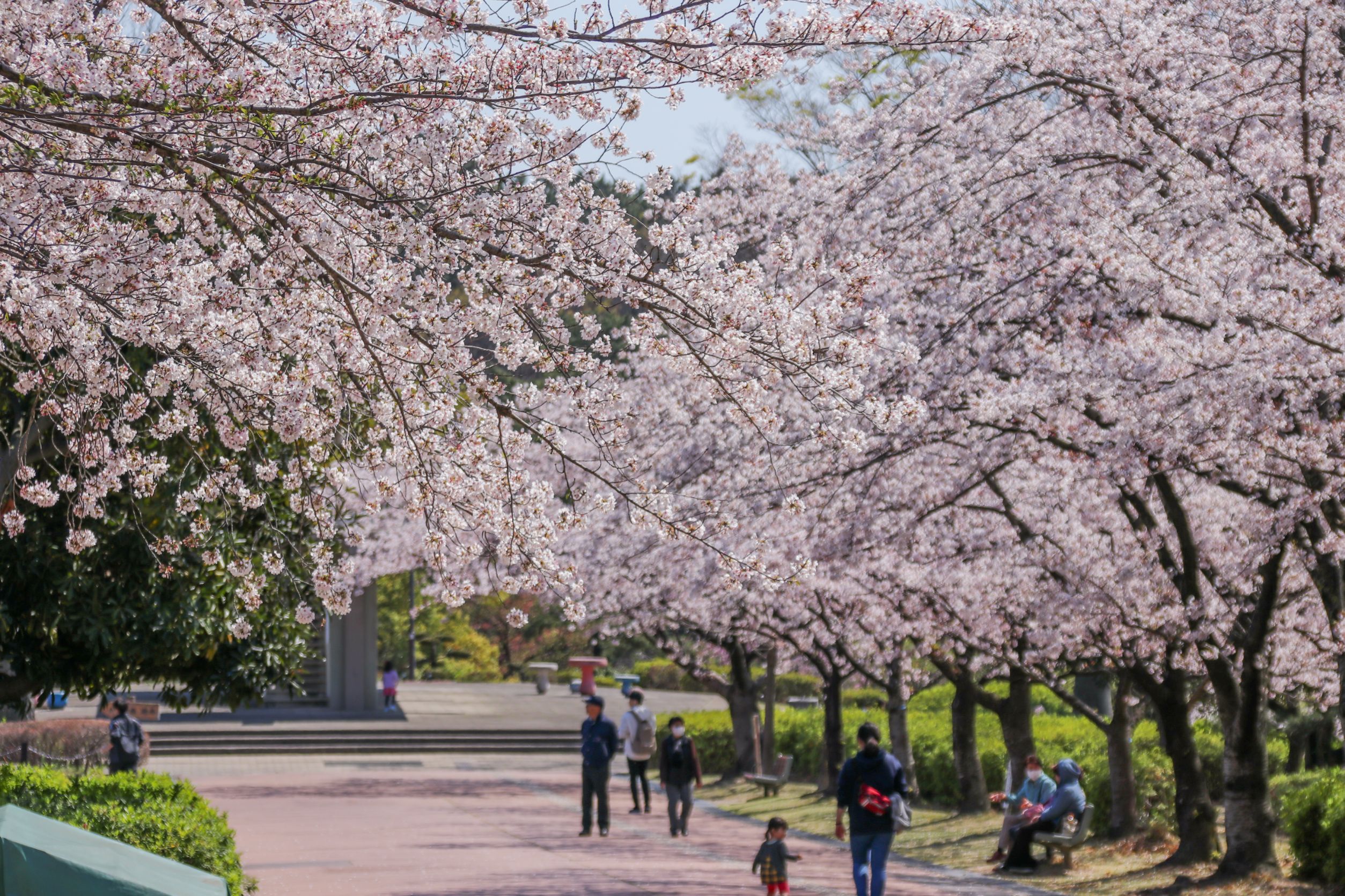 大池公園桜