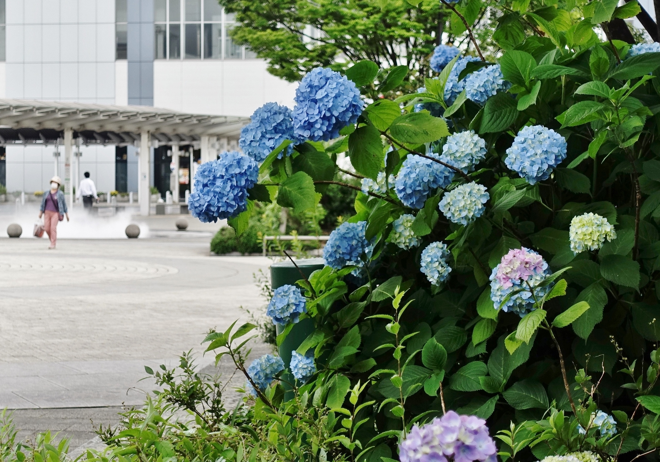 どんでん広場　紫陽花