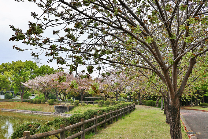 平地公園御衣黄の花